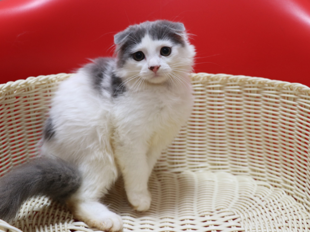 スコティッシュフォールドの子猫画像