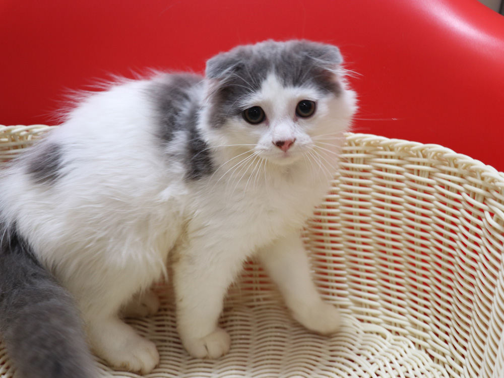 スコティッシュフォールドの子猫画像