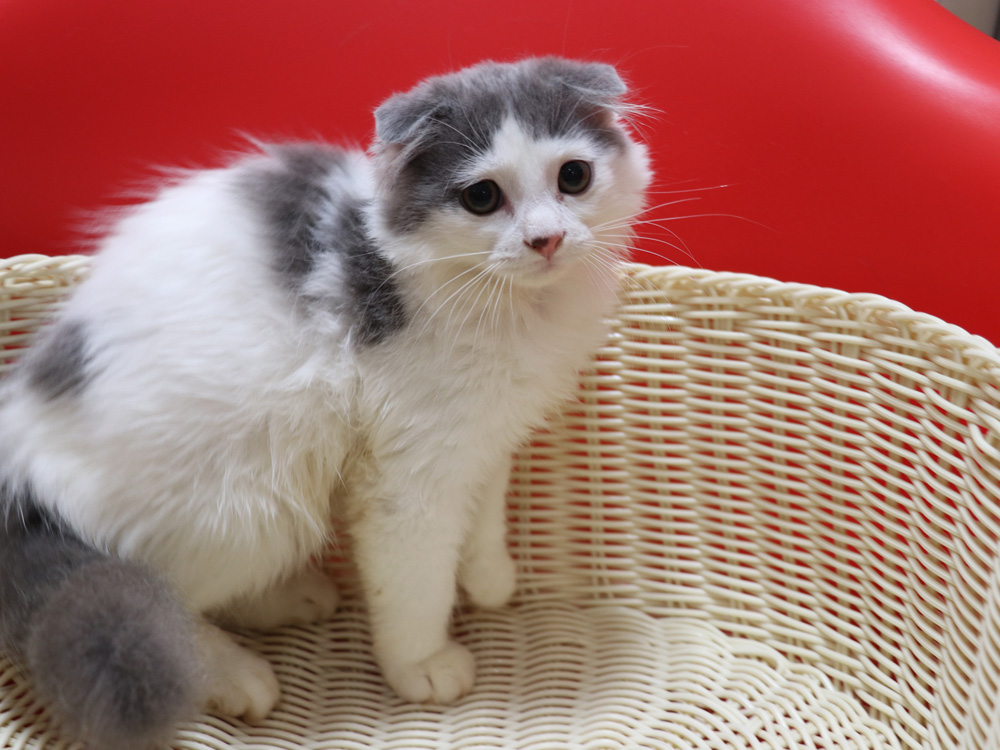 スコティッシュフォールドの子猫画像