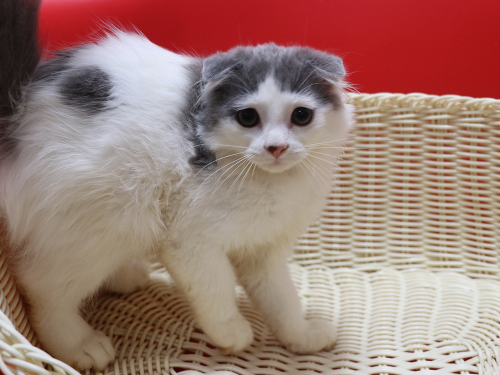 スコティッシュフォールドの子猫画像