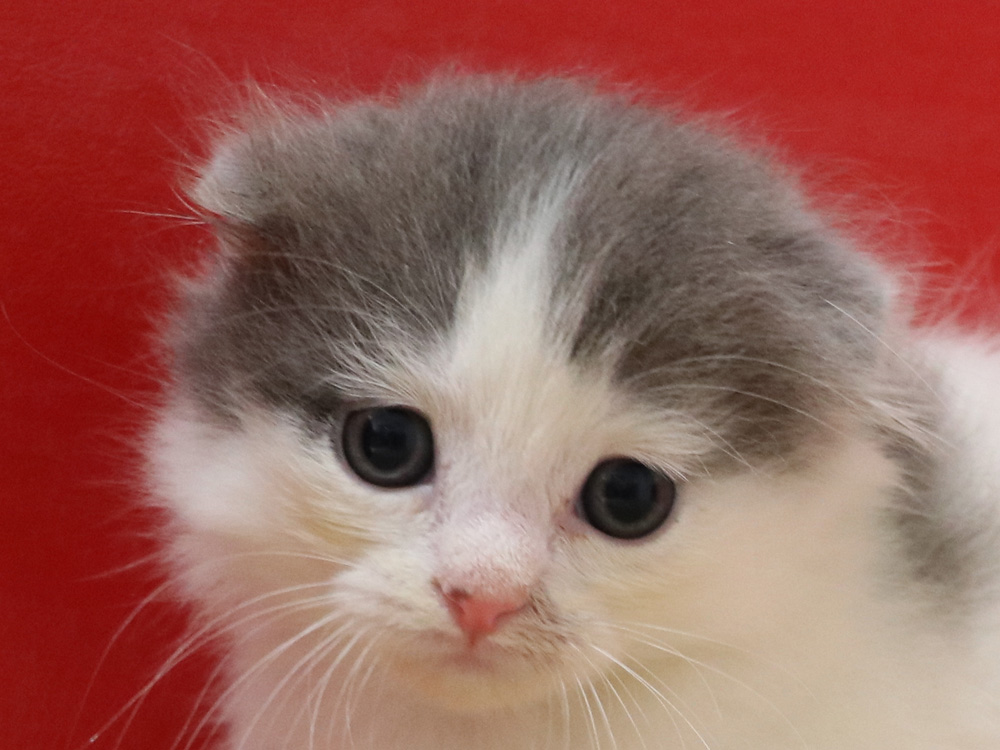 スコティッシュフォールドの子猫画像