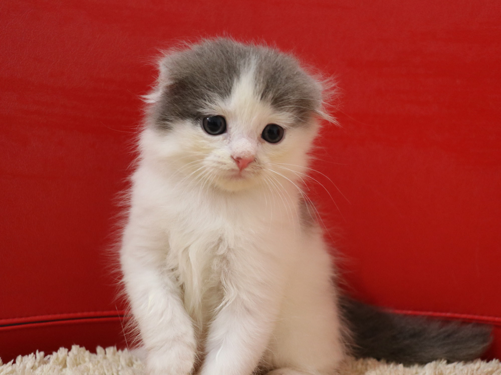 スコティッシュフォールドの子猫画像