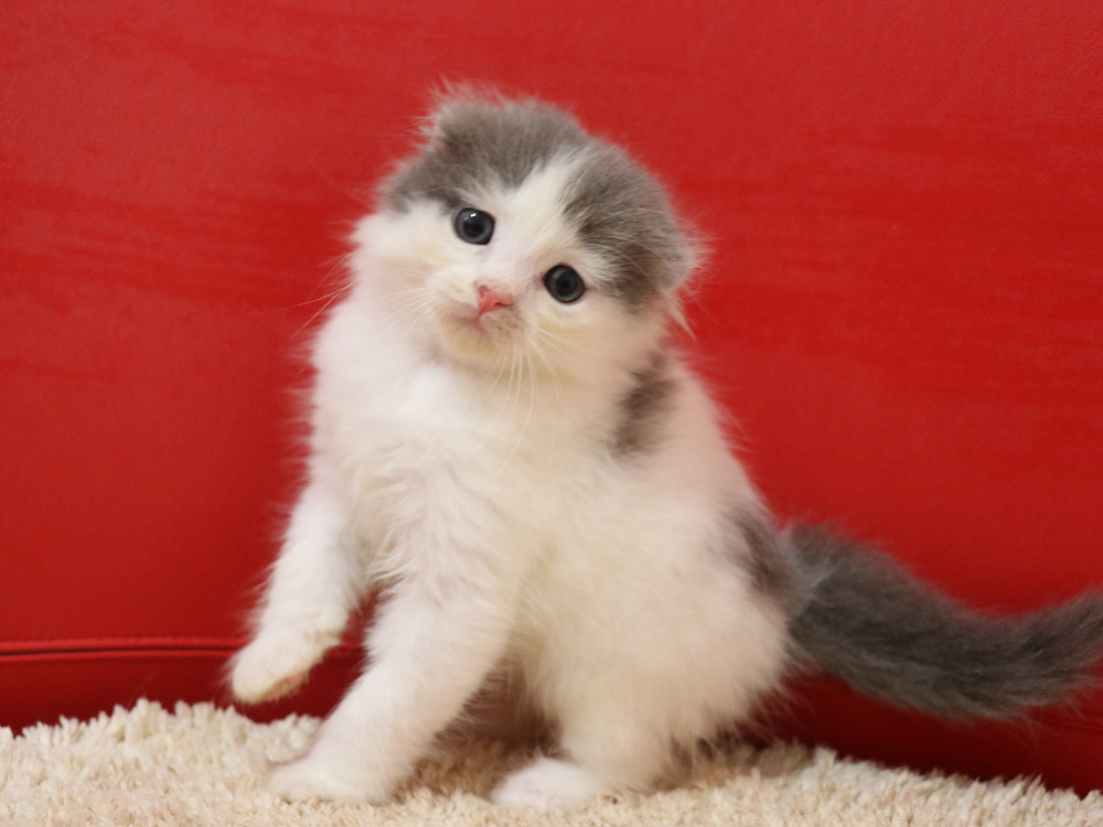 スコティッシュフォールドの子猫画像