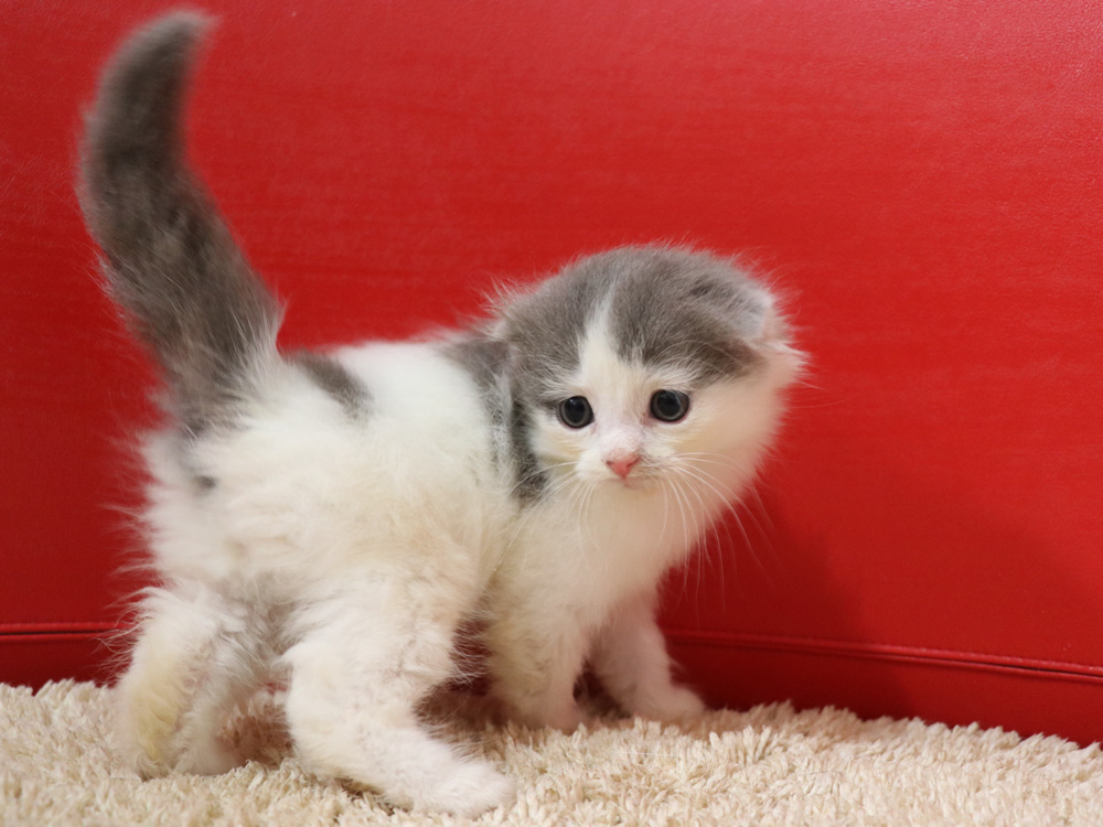スコティッシュフォールドの子猫画像