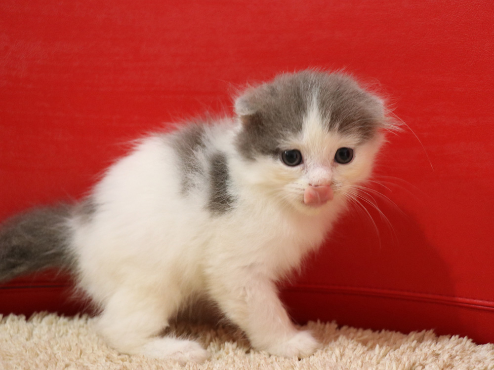スコティッシュフォールドの子猫画像