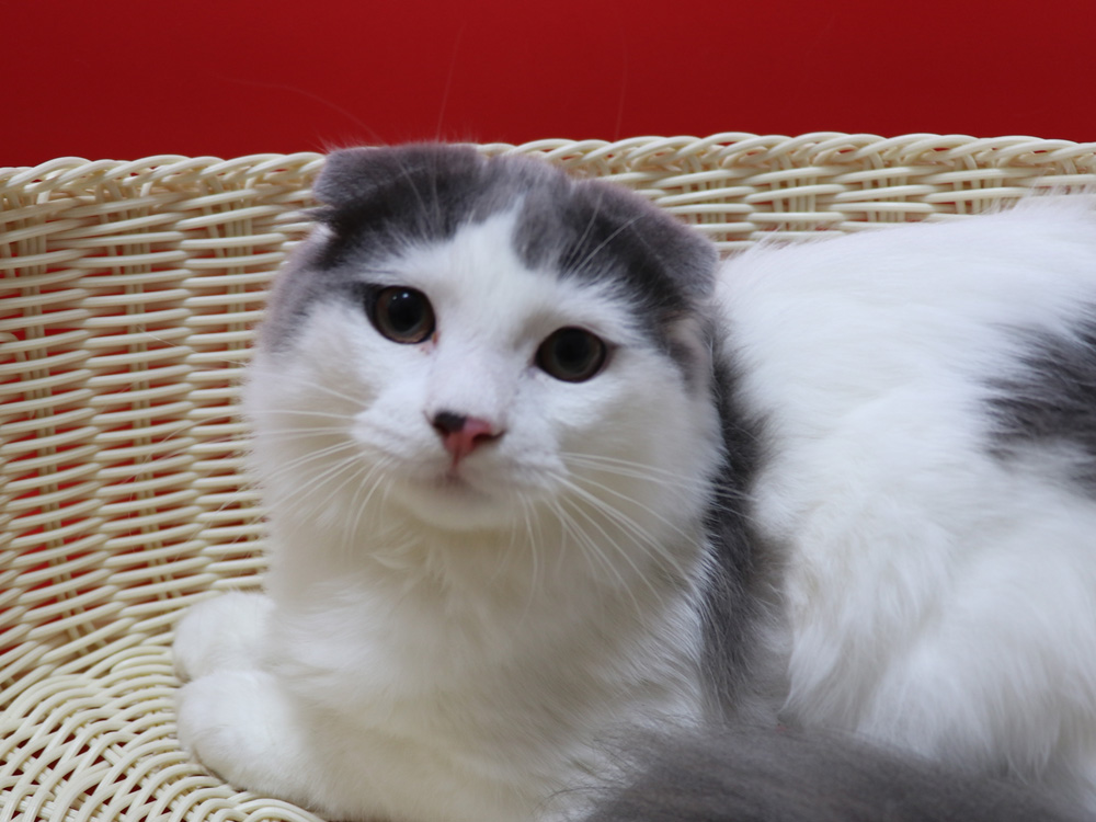 スコティッシュフォールドの子猫画像