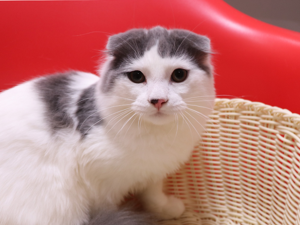 スコティッシュフォールドの子猫画像