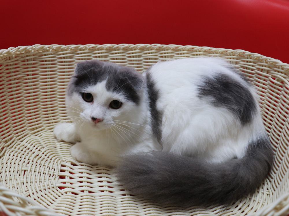 スコティッシュフォールドの子猫画像