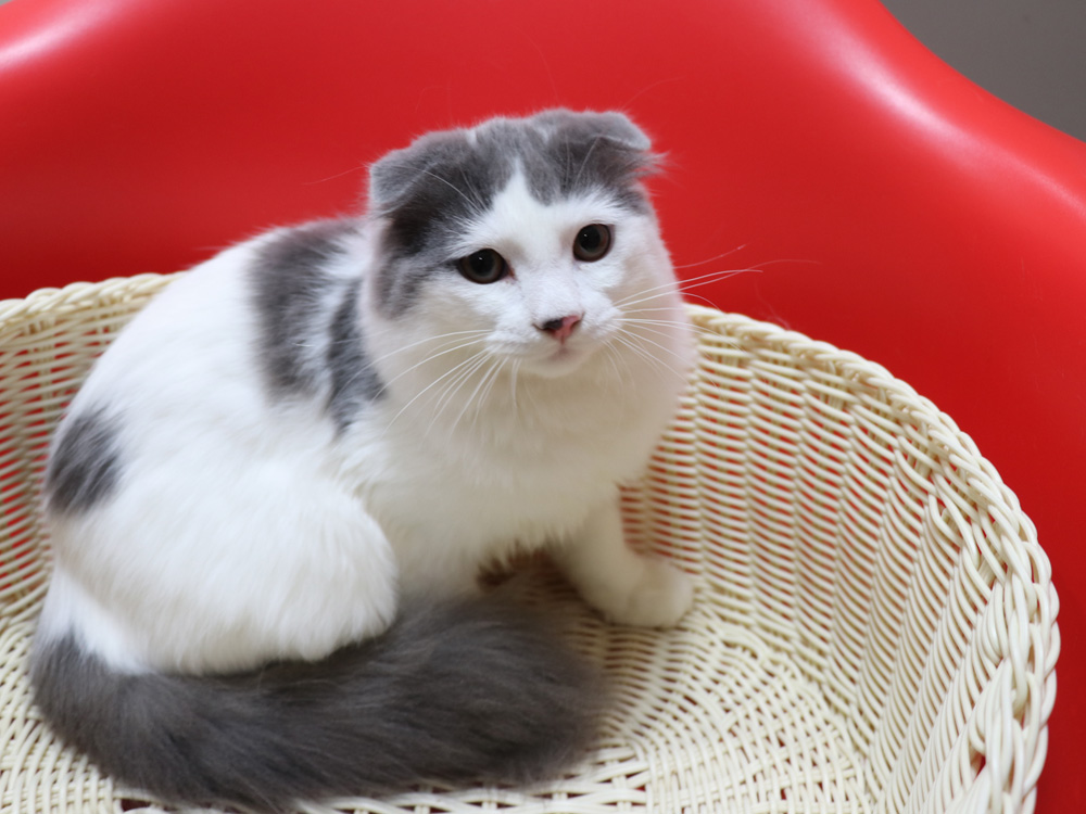 スコティッシュフォールドの子猫画像