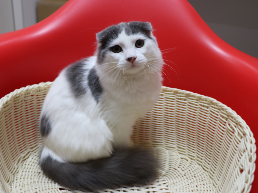 スコティッシュフォールドの子猫画像