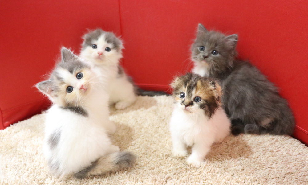 スコティッシュフォールドの子猫画像
