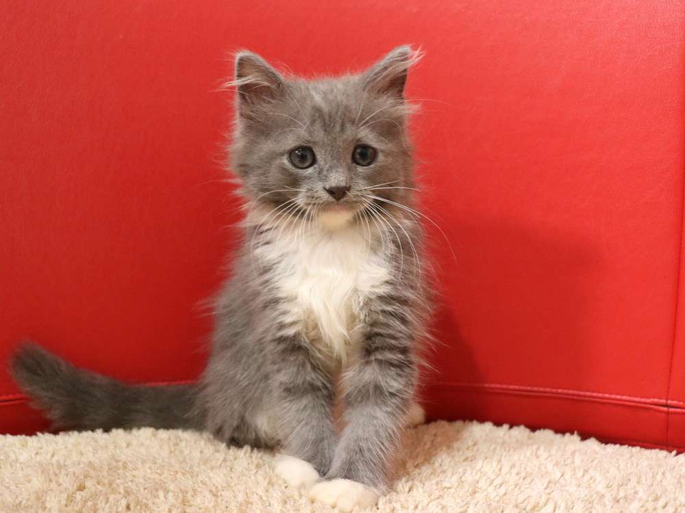 スコティッシュフォールドの子猫画像