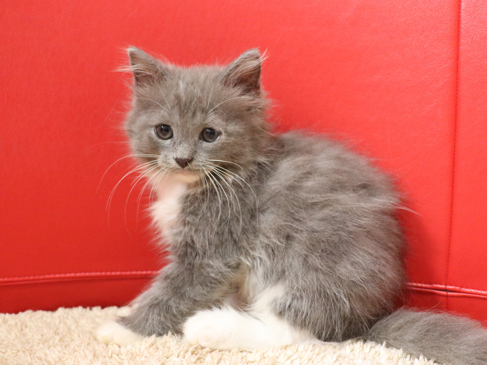 スコティッシュフォールドの子猫画像