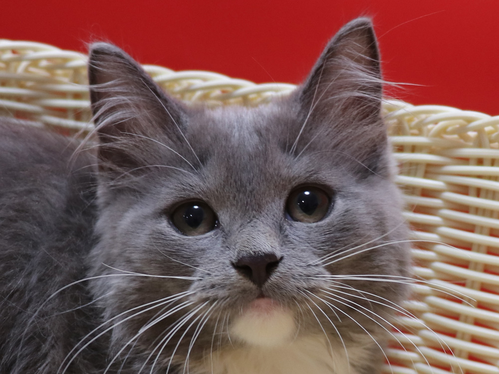スコティッシュフォールドの子猫画像