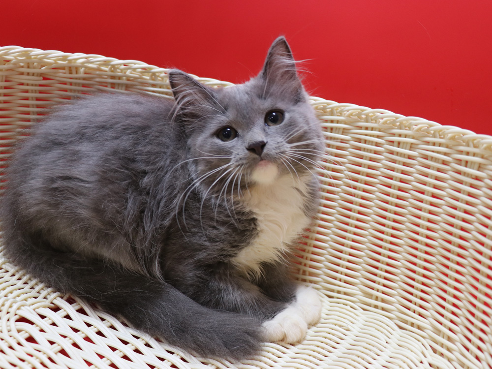スコティッシュフォールドの子猫画像