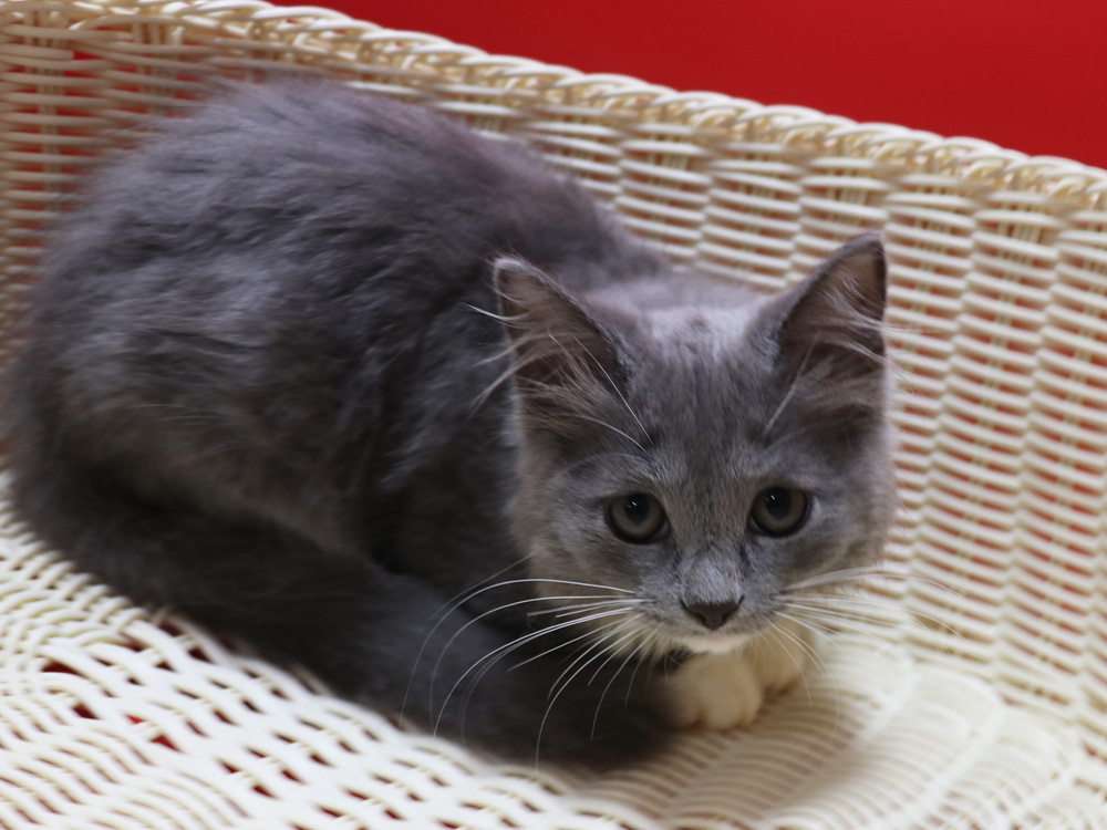 スコティッシュフォールドの子猫画像