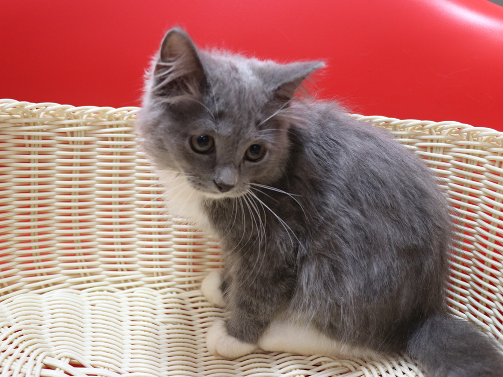 スコティッシュフォールドの子猫画像