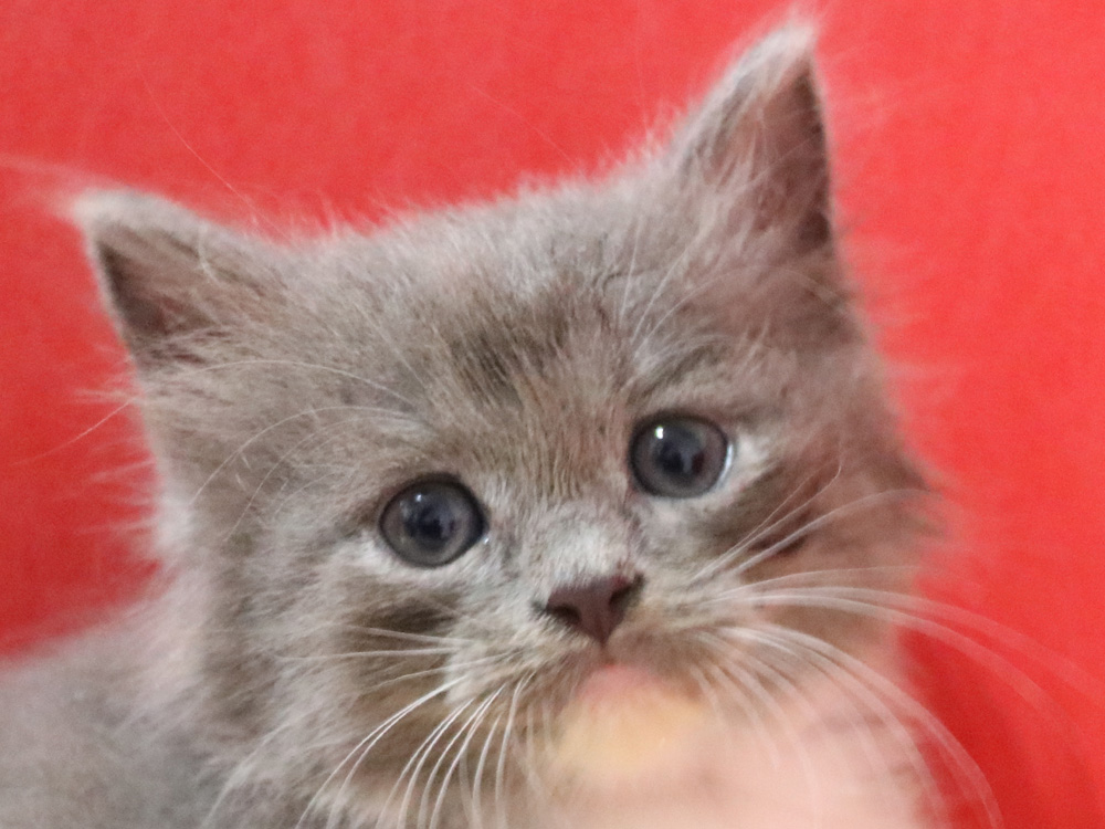 スコティッシュフォールドの子猫画像
