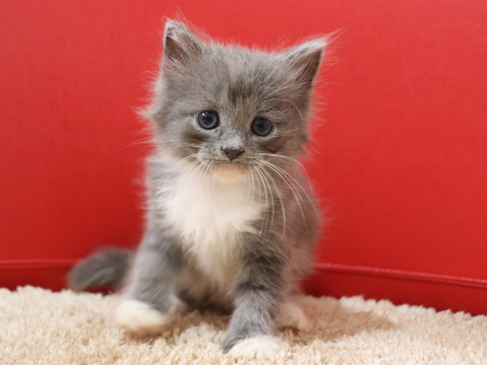 スコティッシュフォールドの子猫画像