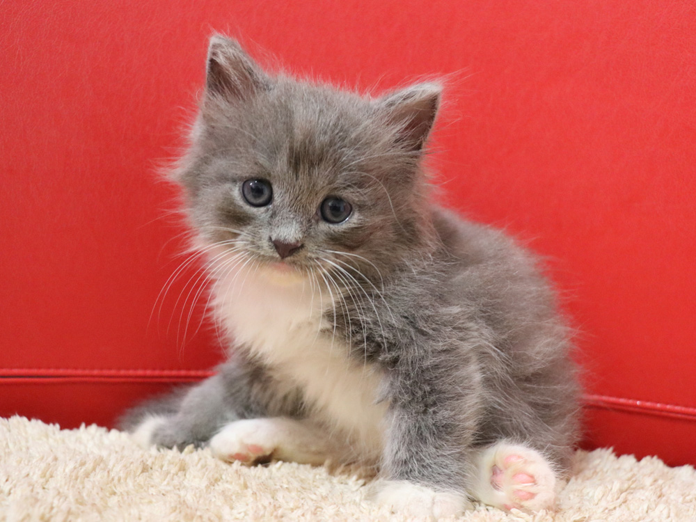 スコティッシュフォールドの子猫画像
