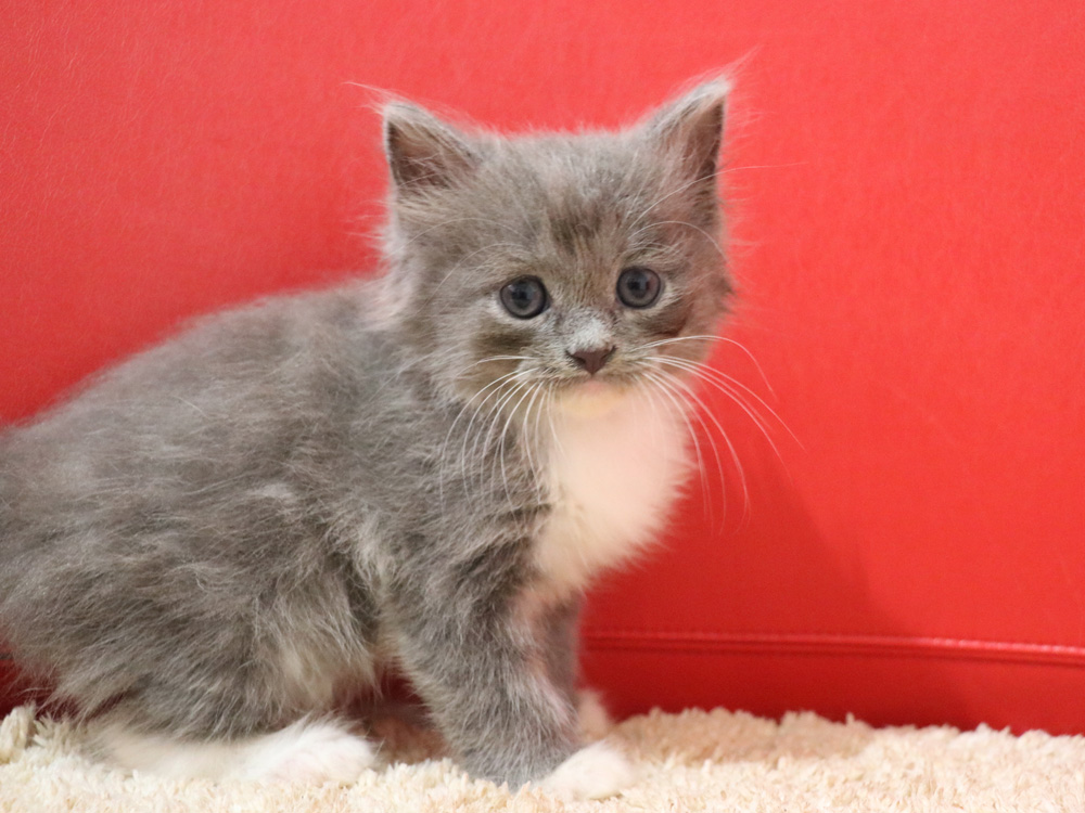 スコティッシュフォールドの子猫画像