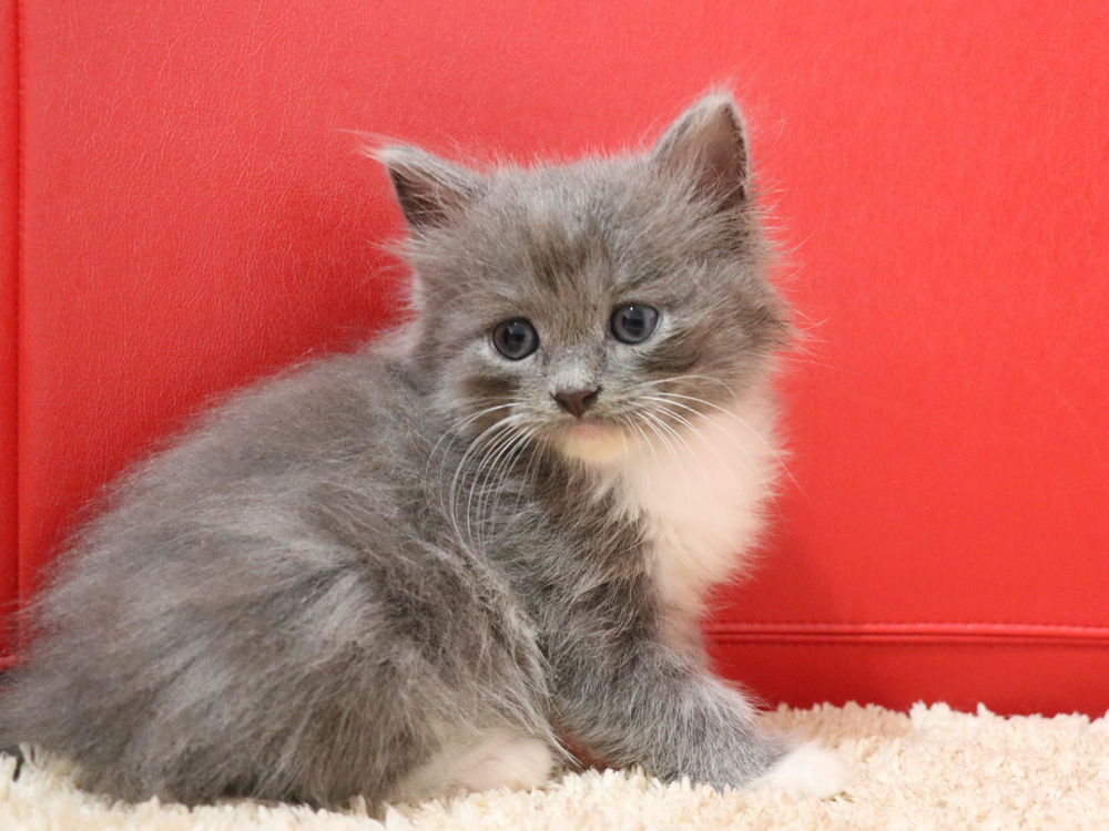 スコティッシュフォールドの子猫画像