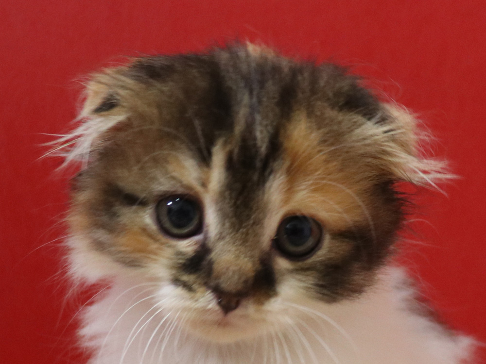 スコティッシュフォールドの子猫画像