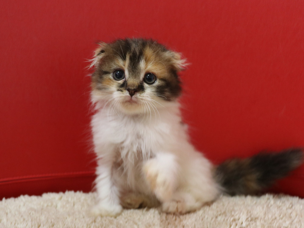 スコティッシュフォールドの子猫画像