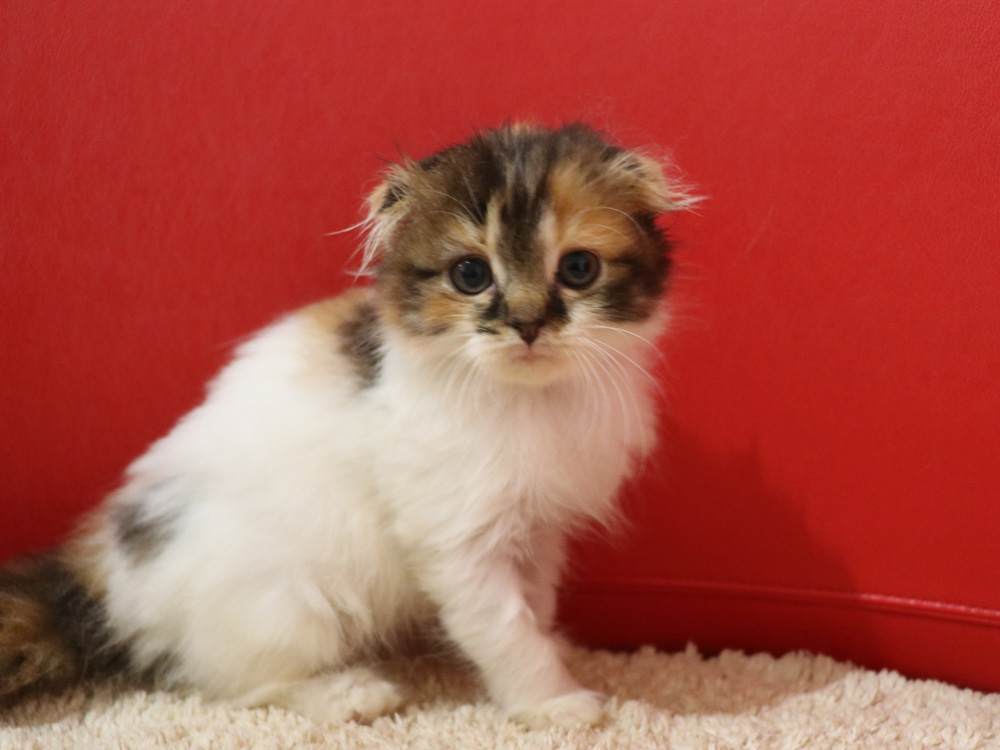 スコティッシュフォールドの子猫画像