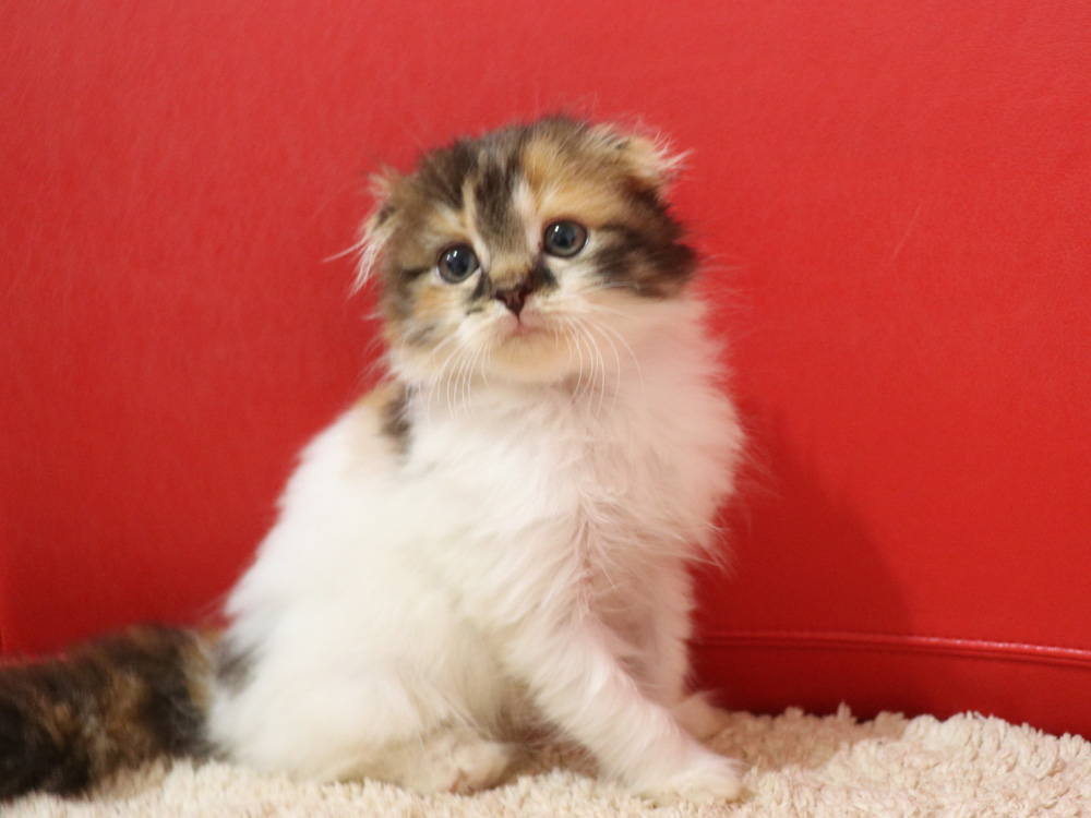 スコティッシュフォールドの子猫画像