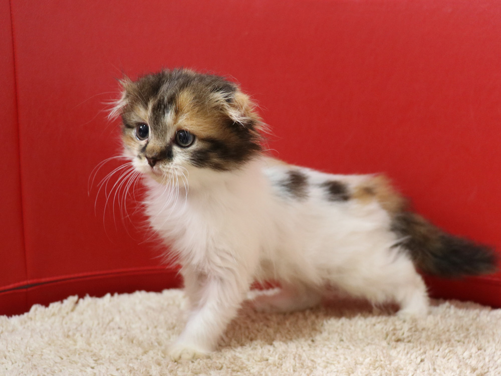 スコティッシュフォールドの子猫画像