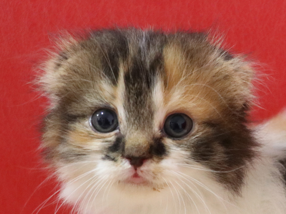 スコティッシュフォールドの子猫画像