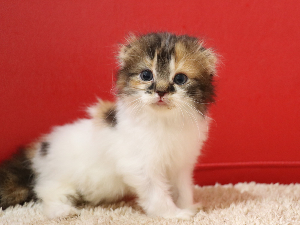 スコティッシュフォールドの子猫画像