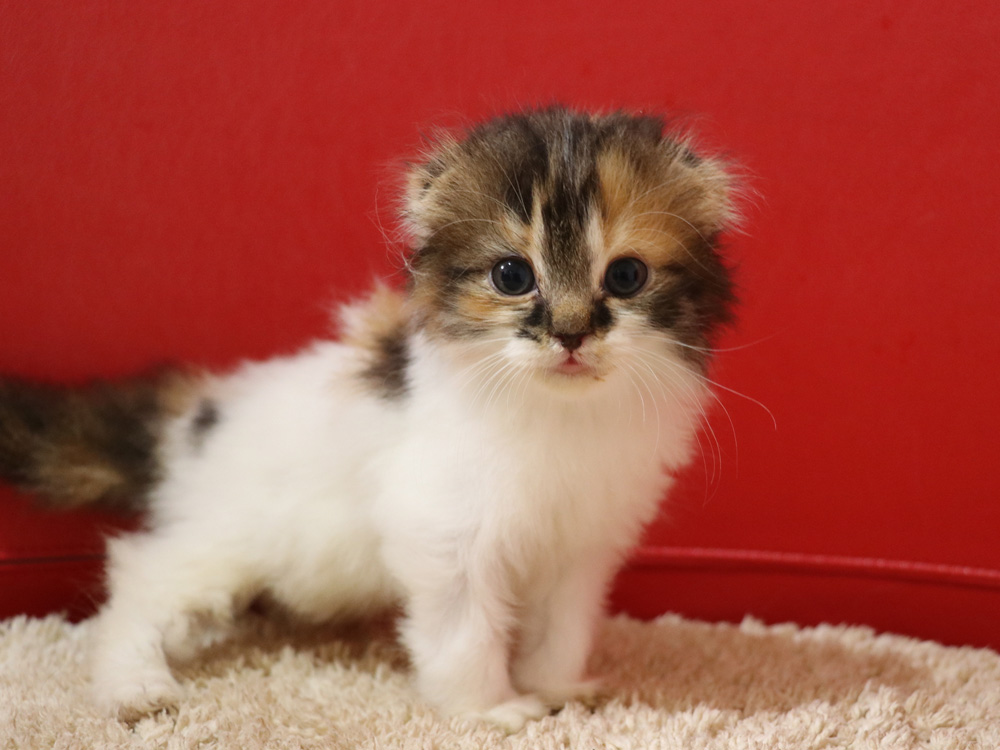 スコティッシュフォールドの子猫画像