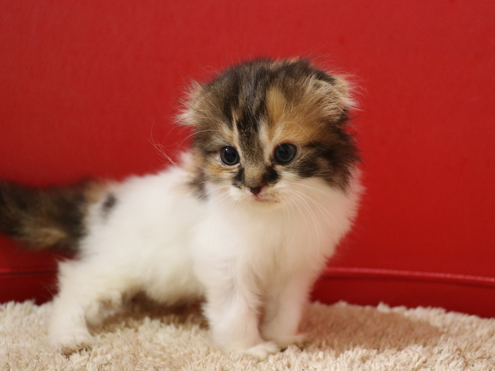 スコティッシュフォールドの子猫画像