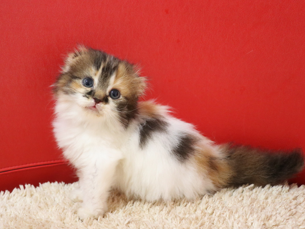 スコティッシュフォールドの子猫画像