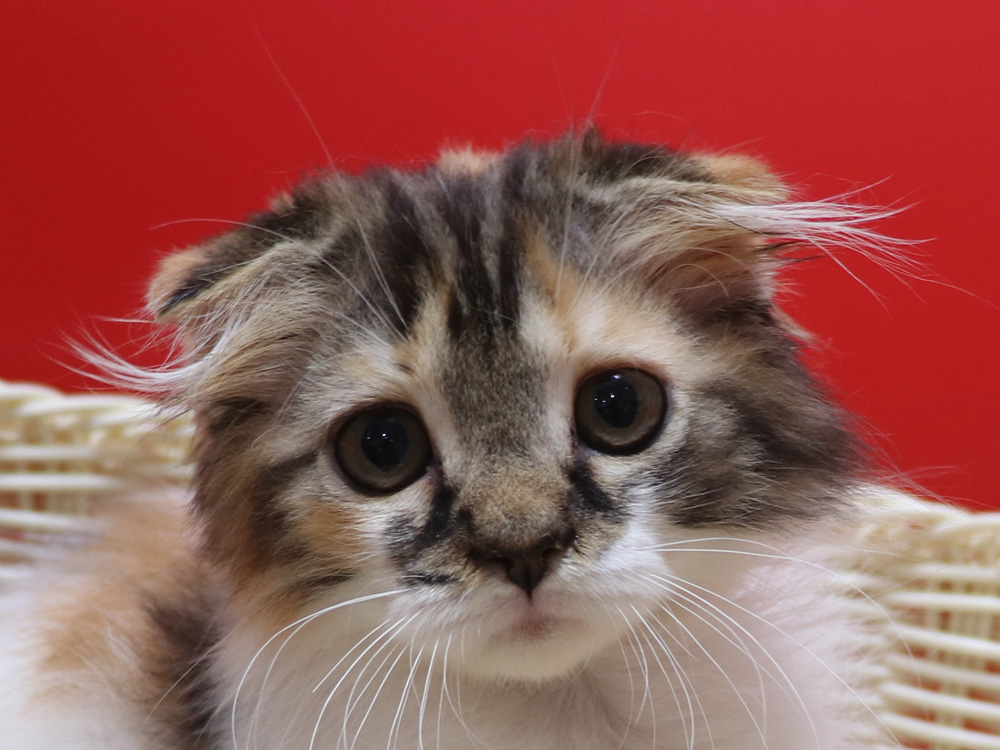 スコティッシュフォールドの子猫画像