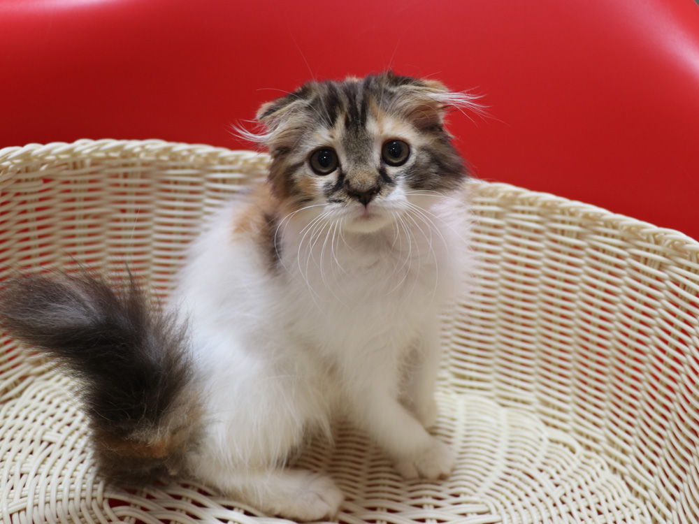 スコティッシュフォールドの子猫画像