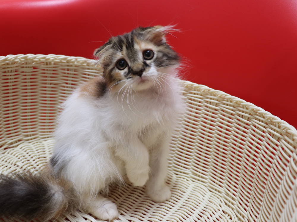 スコティッシュフォールドの子猫画像