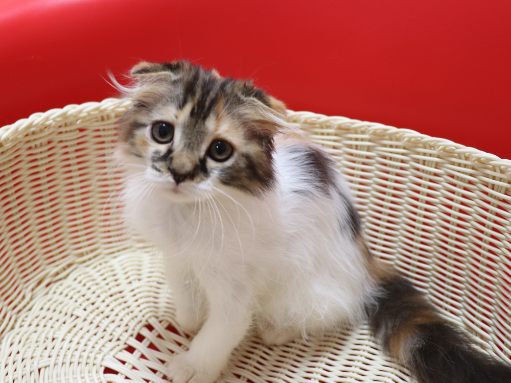 スコティッシュフォールドの子猫画像