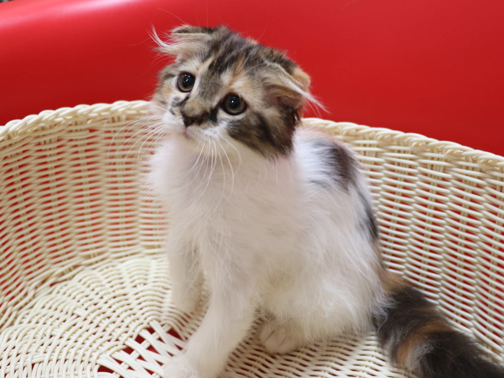 スコティッシュフォールドの子猫画像