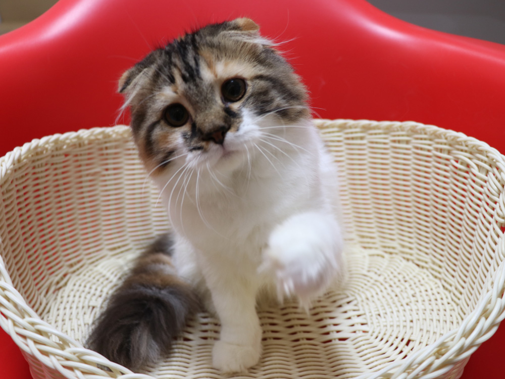 スコティッシュフォールドの子猫画像