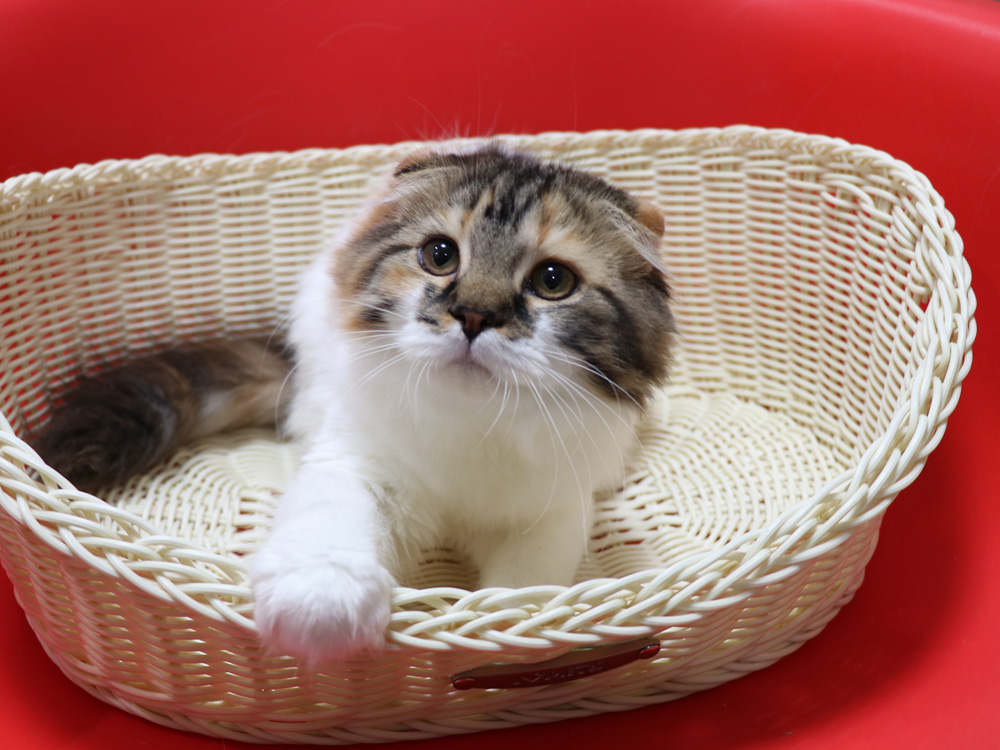 スコティッシュフォールドの子猫画像