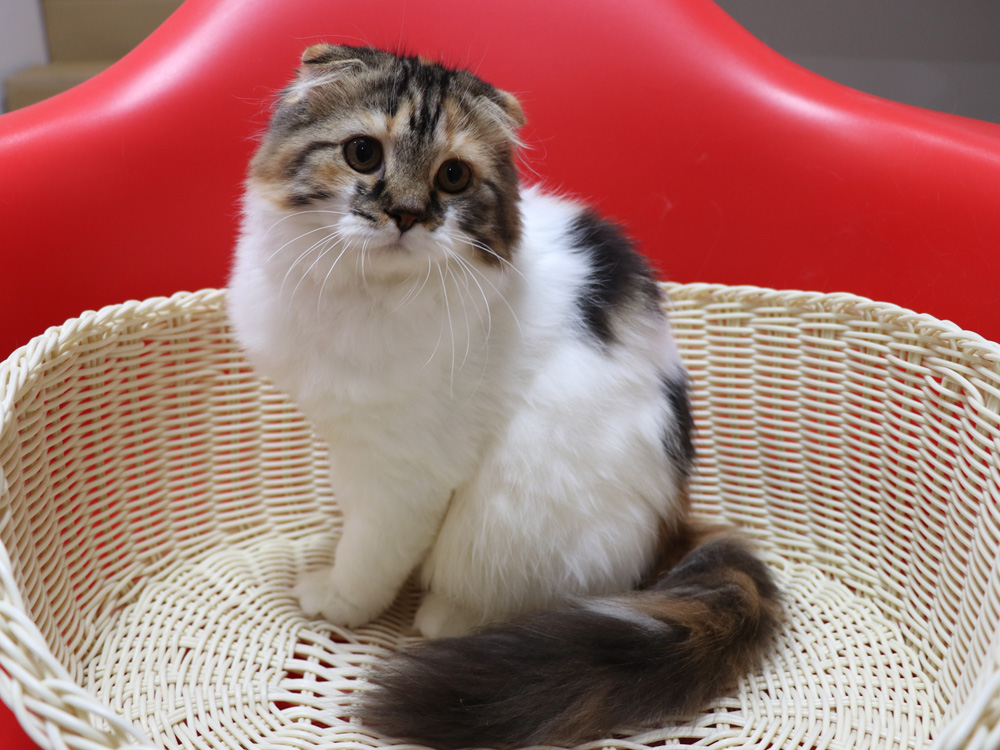 スコティッシュフォールドの子猫画像