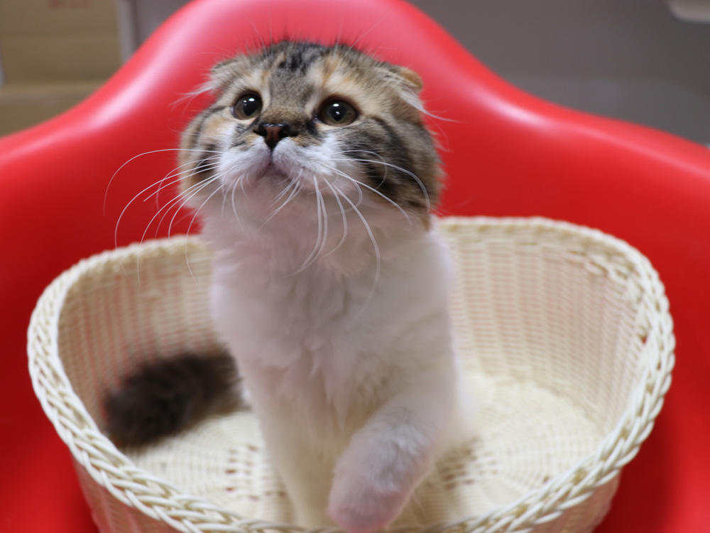 スコティッシュフォールドの子猫画像