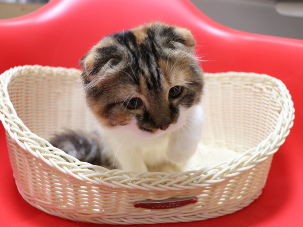 スコティッシュフォールドの子猫画像
