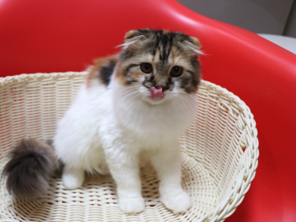 スコティッシュフォールドの子猫画像