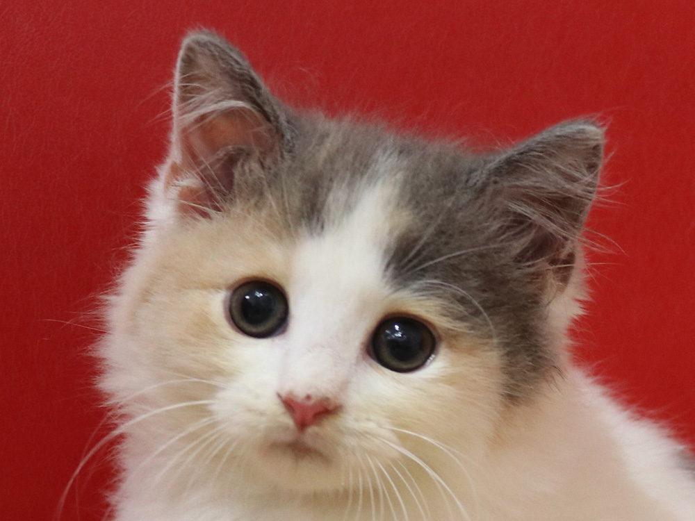 スコティッシュフォールドの子猫画像