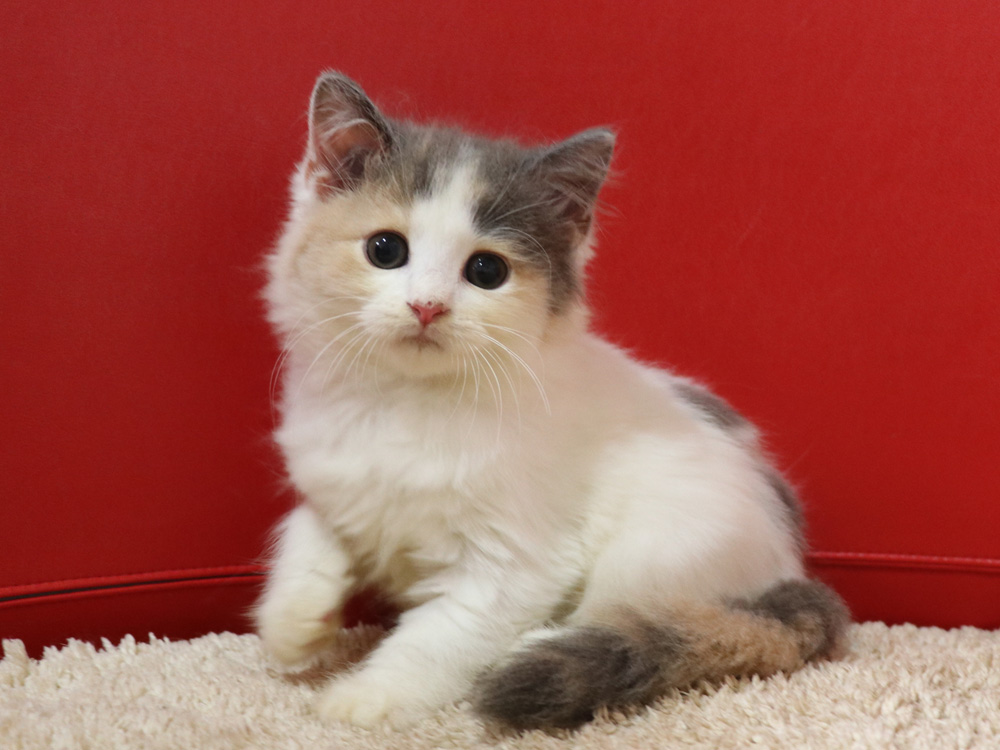 スコティッシュフォールドの子猫画像