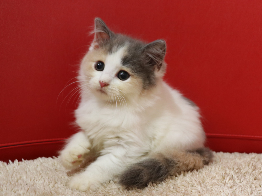 スコティッシュフォールドの子猫画像